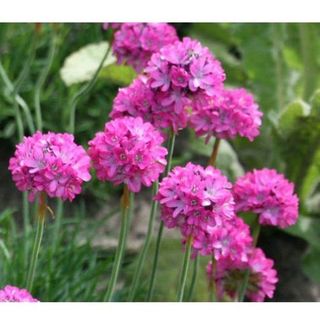 50hạt giống hoa hồng nhi ngọc