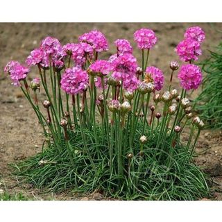 50hạt giống hoa hồng nhi ngọc