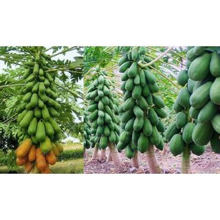 Đu đủ ngân lượng ruột đỏ cao sản SIÊU QUẢ