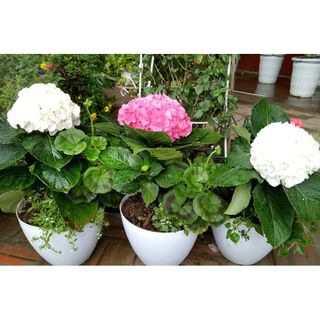 Gói 10 hạt giống hoa cẩm tú cầu nhiều màu
