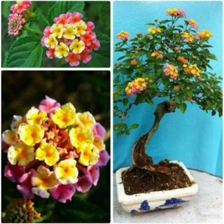 50hạt giống hoa ngũ sắc uốn bonsai cực phẩm giá sỉ