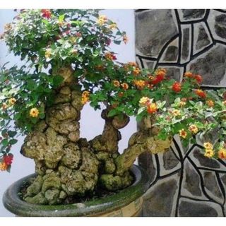 50hạt giống hoa ngũ sắc uốn bonsai cực phẩm