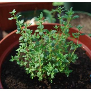 50hạt giống cỏ xạ hương