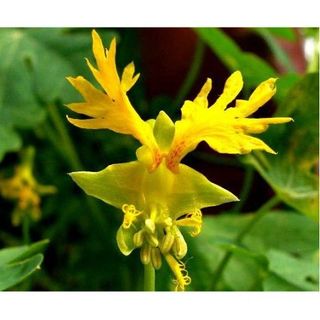 Hạt giống hoa cánh phượng leo hoa đặc biệt siêu xinh