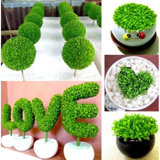 100hạt giống cỏ may mắn cực xinh trồng quanh năm