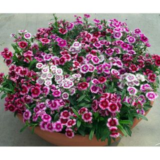 100hạt giống hoa Cẩm chướng đơn nhiều màu