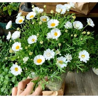 100hạt giống hoa cúc họa mi trắng quanh năm