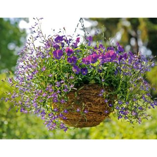 50hạt hoa Cuc Lobelia Mix - Hoa Thúy điệp nhiều màu giá sỉ