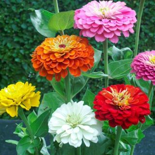 50hạt giống cúc nhi nha cao zinnia trồng quanh năm