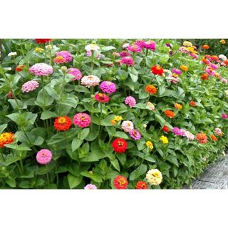 50hạt giống cúc nhi nha lùn zinnia cúc lá nhám