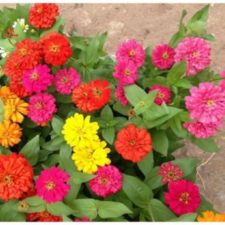 50hạt giống cúc nhi nha lùn zinnia cúc lá nhám