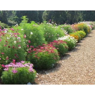 100hạt giống hoa sao nháy mix nhiều màu của Đức