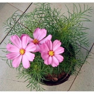 100hạt giống hoa sao nháy mix nhiều màu của Đức