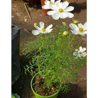 100hạt giống hoa sao nháy mix nhiều màu của Đức