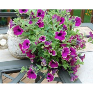 Hạt giống dạ yến thảo viền nhiều màu