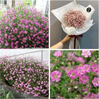 100hạt giống hoa baby hồng hoa chấm bi