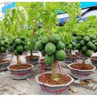 Hạt đu đủ siêu lùn siêu quả