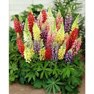 20hạt hoa đậu lupin nhiều màu