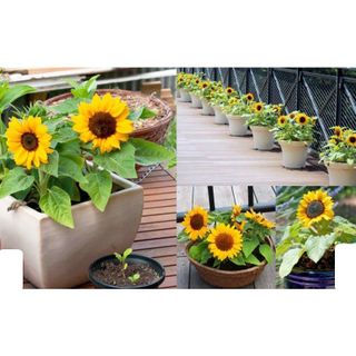 30hạt giống hoa hướng dương lùn trồng chậu cũng đẹp