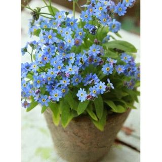 100hạt giống hoa lưu ly for get me not màu xanh