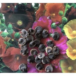 20hạt hoa mãn đình hồng cánh kép nhiều màu