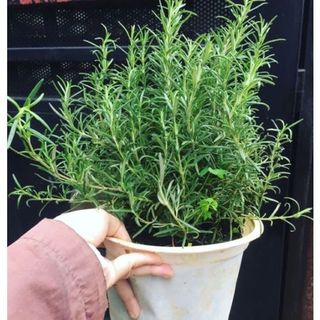 Gói 20 hạt giống cây hương thảo