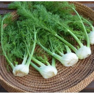 1gr hạt giống củ thì là giống Đức