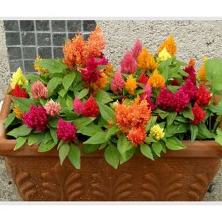 Hạt giống hoa mào gà lửa nhiều màu