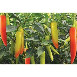 Gói 50 hạt giống ớt sừng Hà Lan