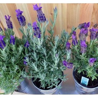 100hạt hoa oải hương lavender giống của Đức chuẩn giá sỉ