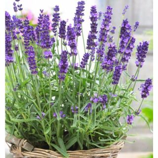 100hạt hoa oải hương lavender giống của Đức chuẩn