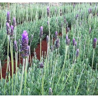 100hạt hoa oải hương lavender giống của Đức chuẩn