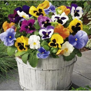 100hạt hoa pansy hoa bướm nhiều màu trồng chậu đẹp