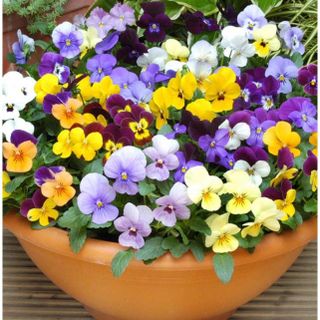 100hạt hoa pansy hoa bướm nhiều màu trồng chậu đẹp