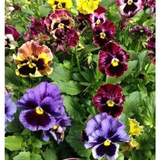 50hạt hoa pansy kép nhiều màu cánh bướm đẹp
