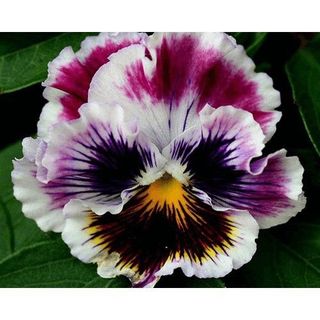 50hạt hoa pansy kép nhiều màu cánh bướm đẹp