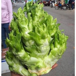 0,2gr hạt giống cải mầm đá