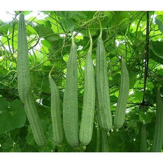 Gói 10 hạt giống mướp khía