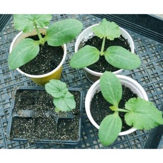 Gói 10 hạt giống mướp khía