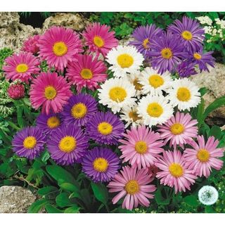 50hạt hoa thạch thảo lùn 25-40cm trồng chậu đẹp