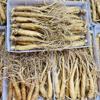 Sâm Tươi Hàn Quốc 25-30 Củ 1kg