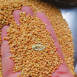 Hạt kê vàng dùng làm hạt trộn cho vẹt, hamster, thức ăn cu gáy giá sỉ