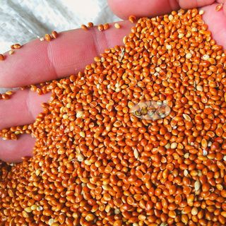 Hạt kê đỏ lớn dùng làm hạt trộn cho yến phụng, vẹt, bồ câu, cu gáy, ngũ cốc gà đá giá sỉ