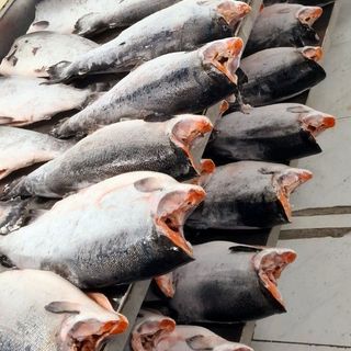 #Cá_hồi_Coho_philê, cắt khay theo yêu cầu Nhập khẩu chile