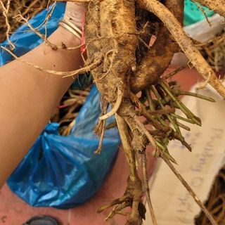 TRÀ SÂM DÂY NGỌC LINH ÔNG TIÊN (ĐẲNG SÂM)