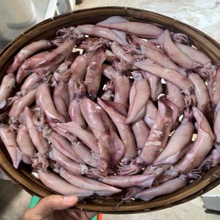 Mực Trứng Hấp Không trung gian