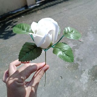 cành hoa hồng sáp, có lá + cành