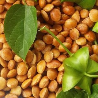 Hạt Sachi nhân trắng / Hạt Sachi tươi
