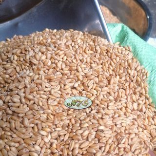 Lúa mì dùng làm ngũ cốc gà đá, hạt trộn cho hamster giá sỉ