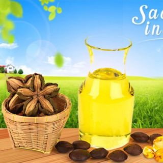 Dầu Sachi giá sỉ tốt nhất Tây Nguyên